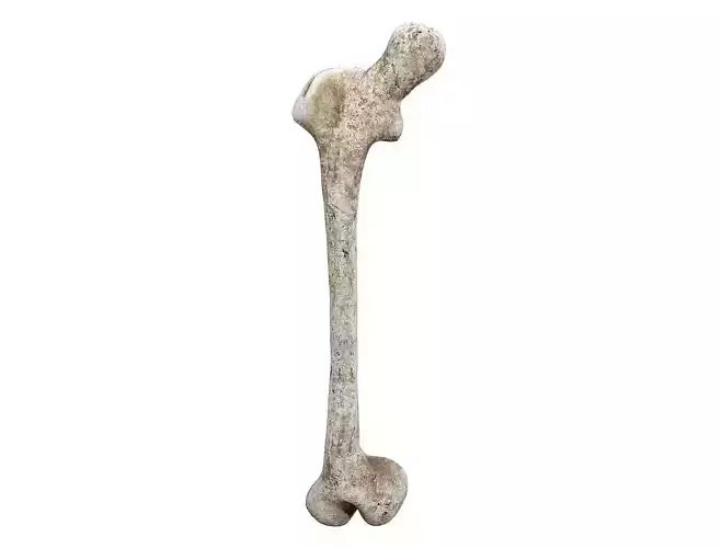 Old Decayed Bone Femur