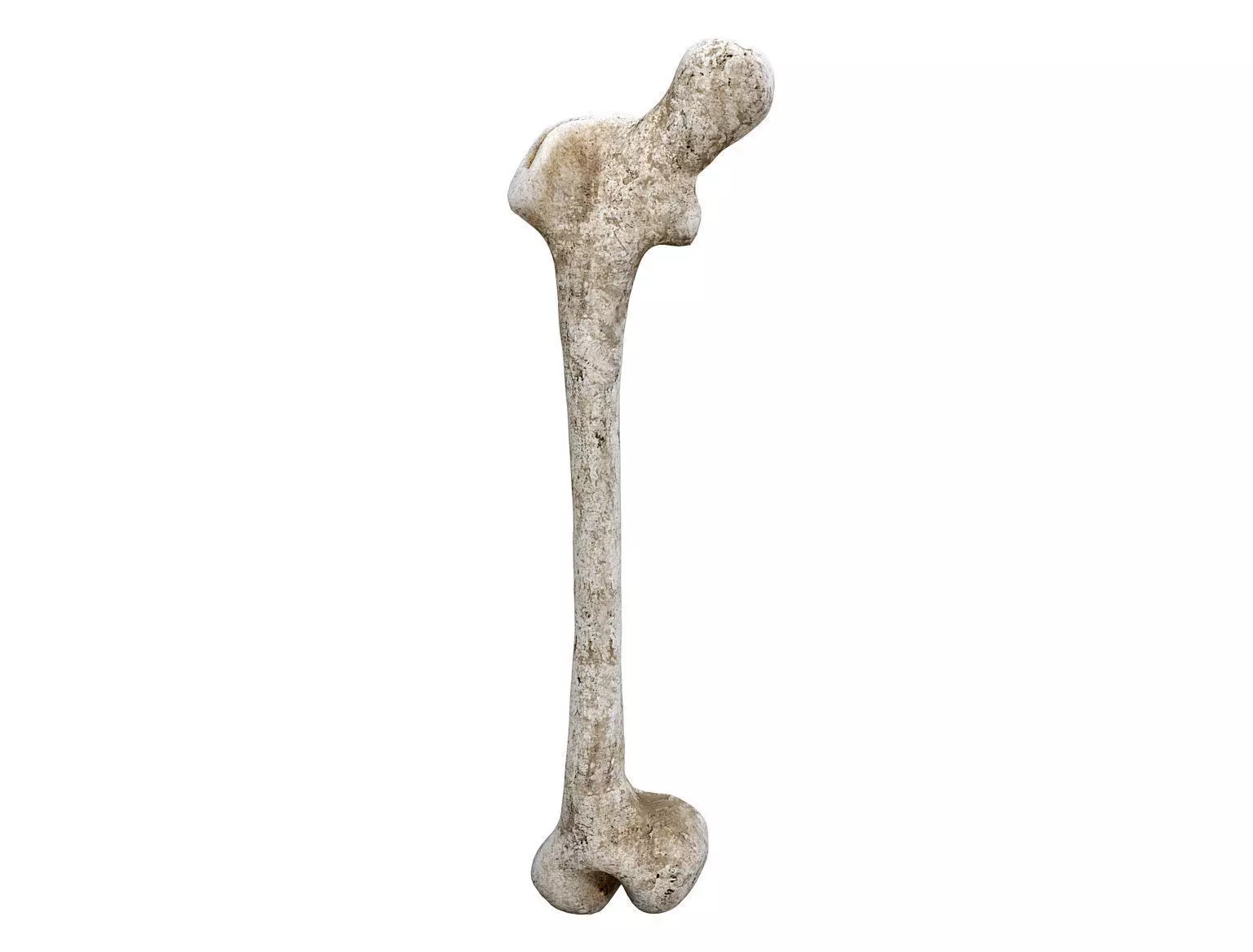 Old Decayed Bone Femur Low-poly 3D model