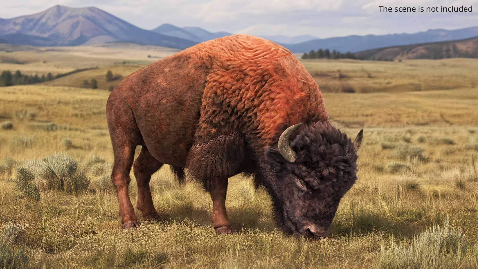 American Bison Fur Grazing Idle Animated Rigged For Maya 3D model