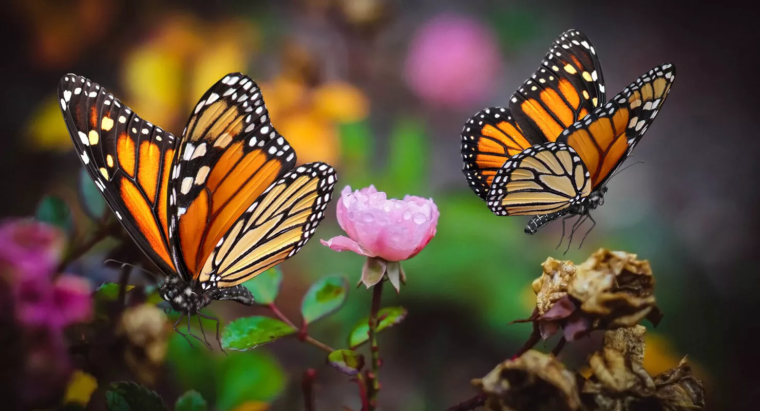 Monarch Butterfly Flying Pose with Fuzz 3D model