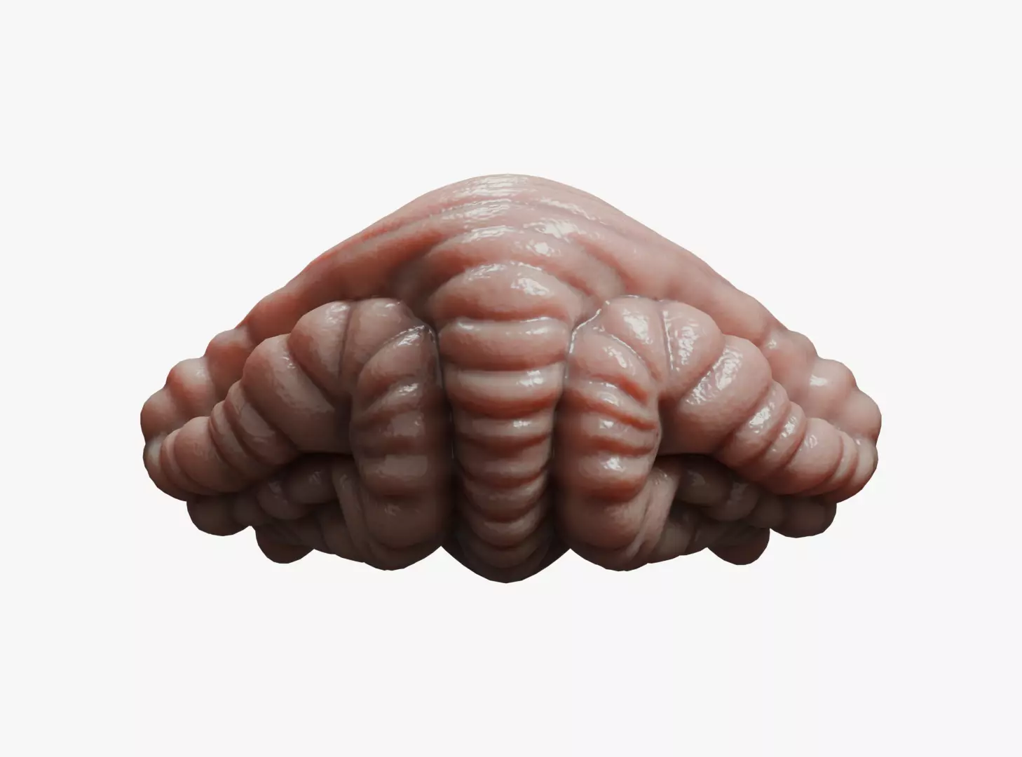 Dog Cerebellum Anatomy Low-poly 3D model