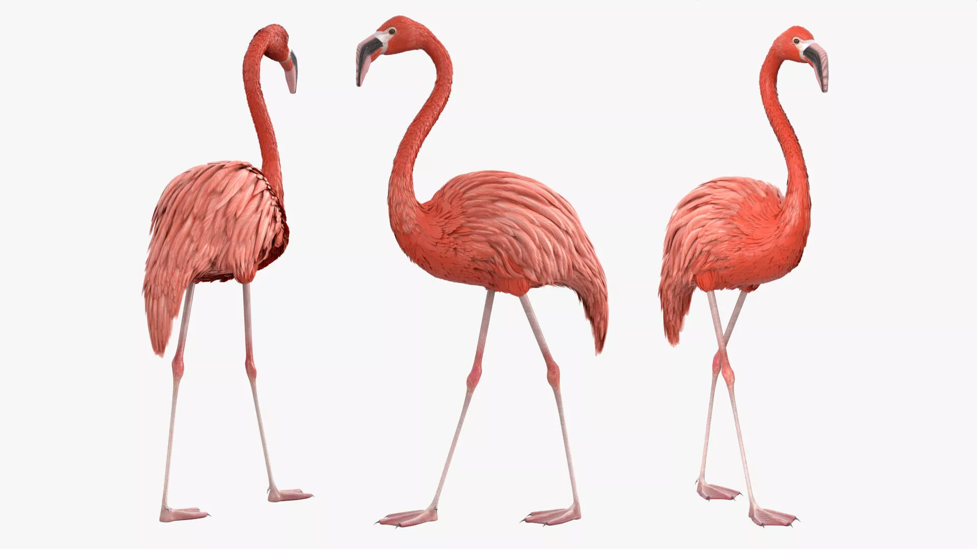 Bird Flamingo Pink Rigged for Blender Animated Set 3D model