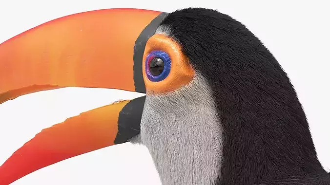 Toco Toucan Eating Fur Animated Rigged For Maya 3D model 6