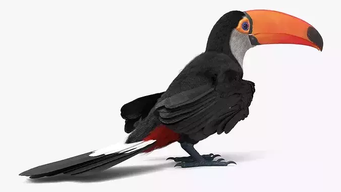 Toco Toucan Eating Fur Animated Rigged For Maya 3D model 4