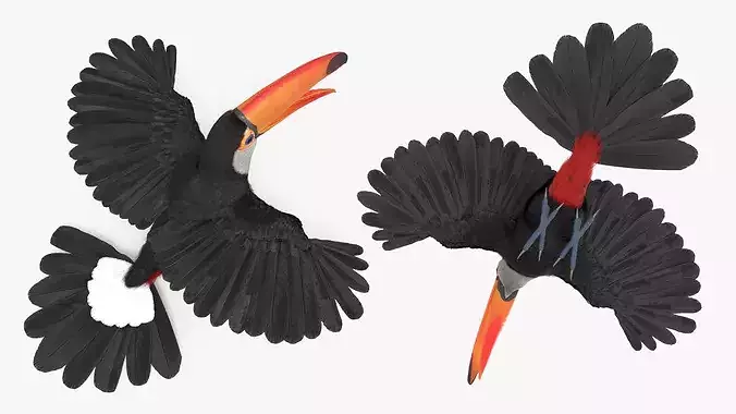 Toco Toucan Eating Fur Animated Rigged For Maya 3D model 5