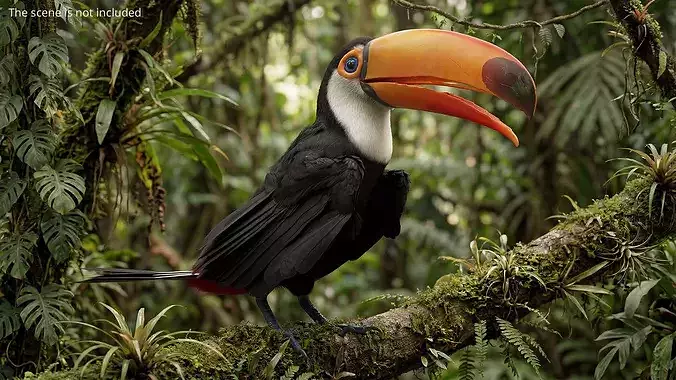 Toco Toucan Eating Fur Animated Rigged For Maya 3D model