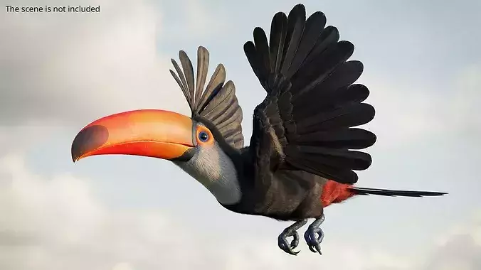 Toco Toucan Eating Fur Animated Rigged For Maya 3D model 2