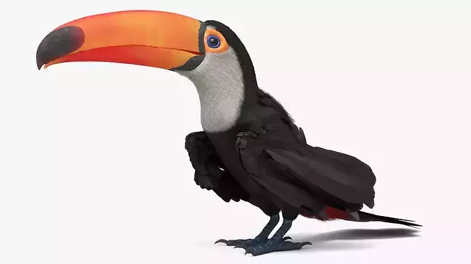 Toco Toucan Eating Fur Animated Rigged For Maya 3D model 3