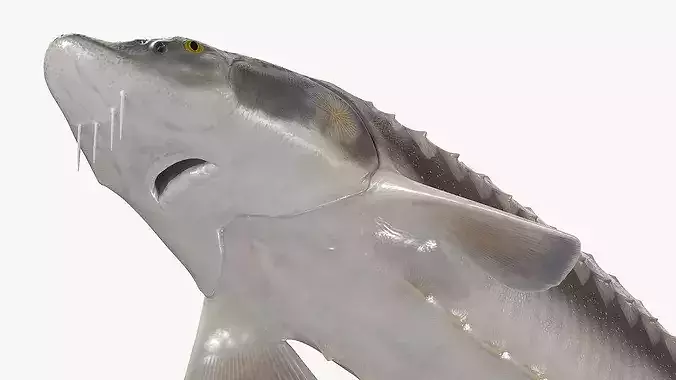 White Sturgeon Fish Rigged For Maya 3D model 5