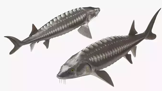 White Sturgeon Fish Rigged For Maya 3D model 2