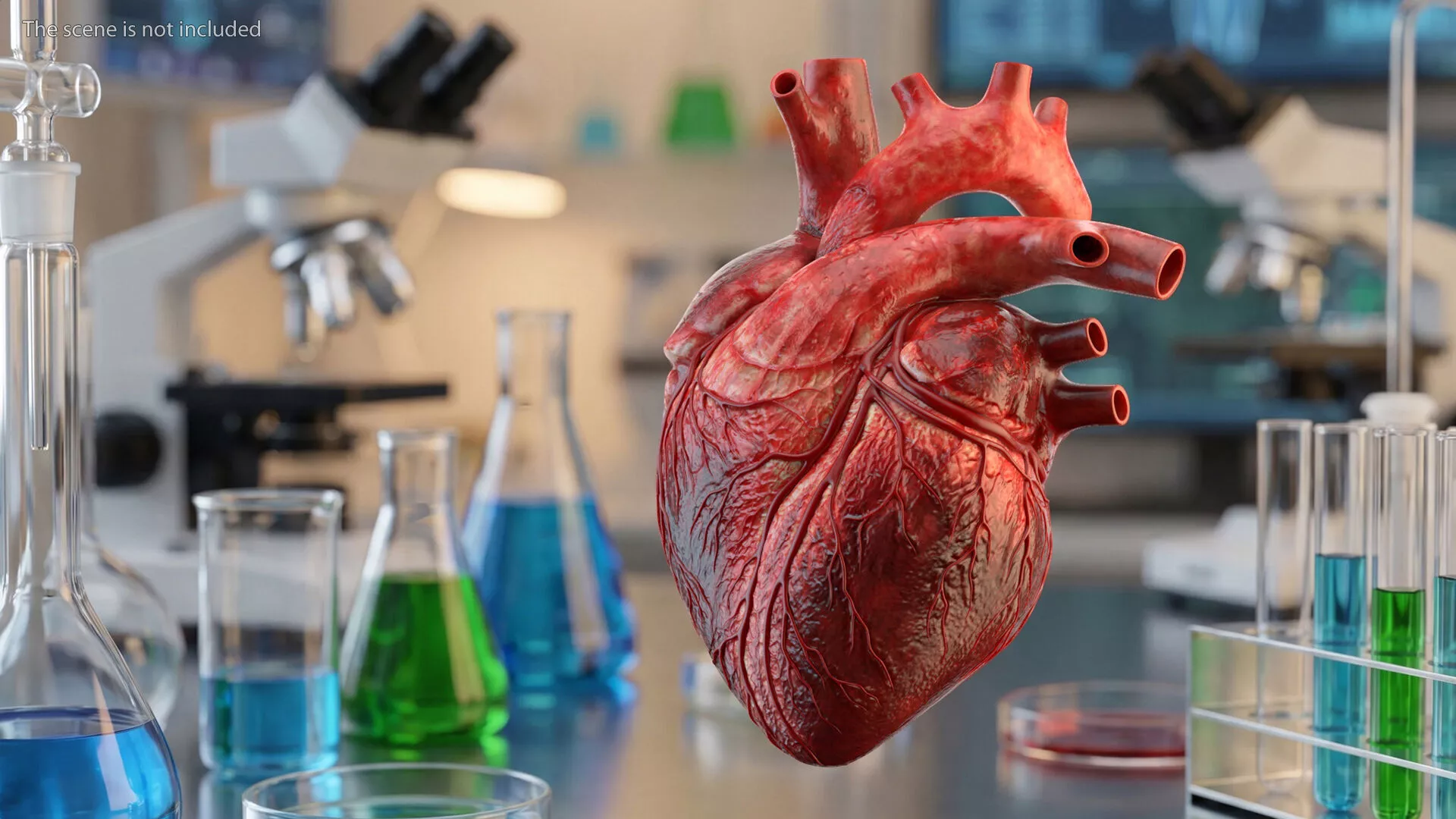 Human Heart Beat Animated For Blender 3D model