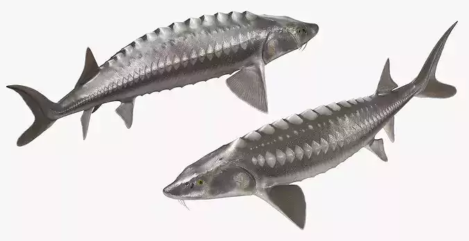 White Sturgeon Fish Swim Animated Rigged For Maya 3D model 3