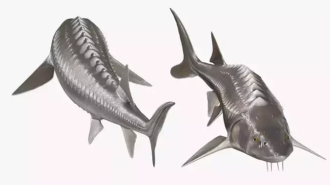 White Sturgeon Fish Swim Animated Rigged For Maya 3D model 2