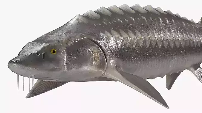 White Sturgeon Fish Swim Animated Rigged For Maya 3D model 4