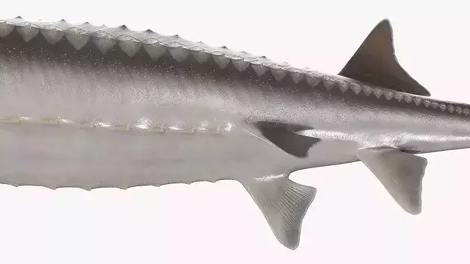 White Sturgeon Fish Swim Animated Rigged For Maya 3D model 7