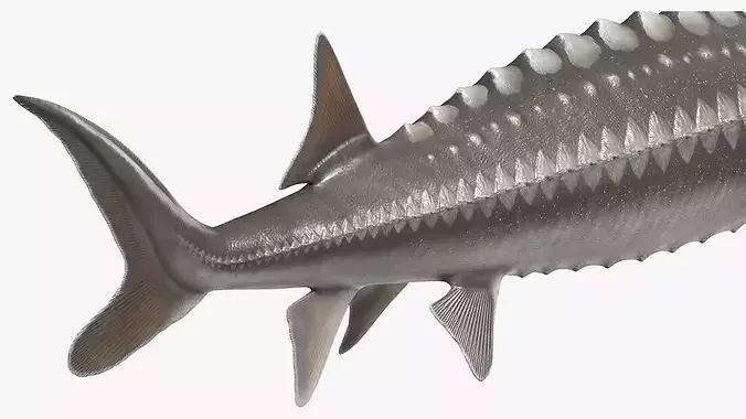 White Sturgeon Fish Swim Animated Rigged For Maya 3D model 5