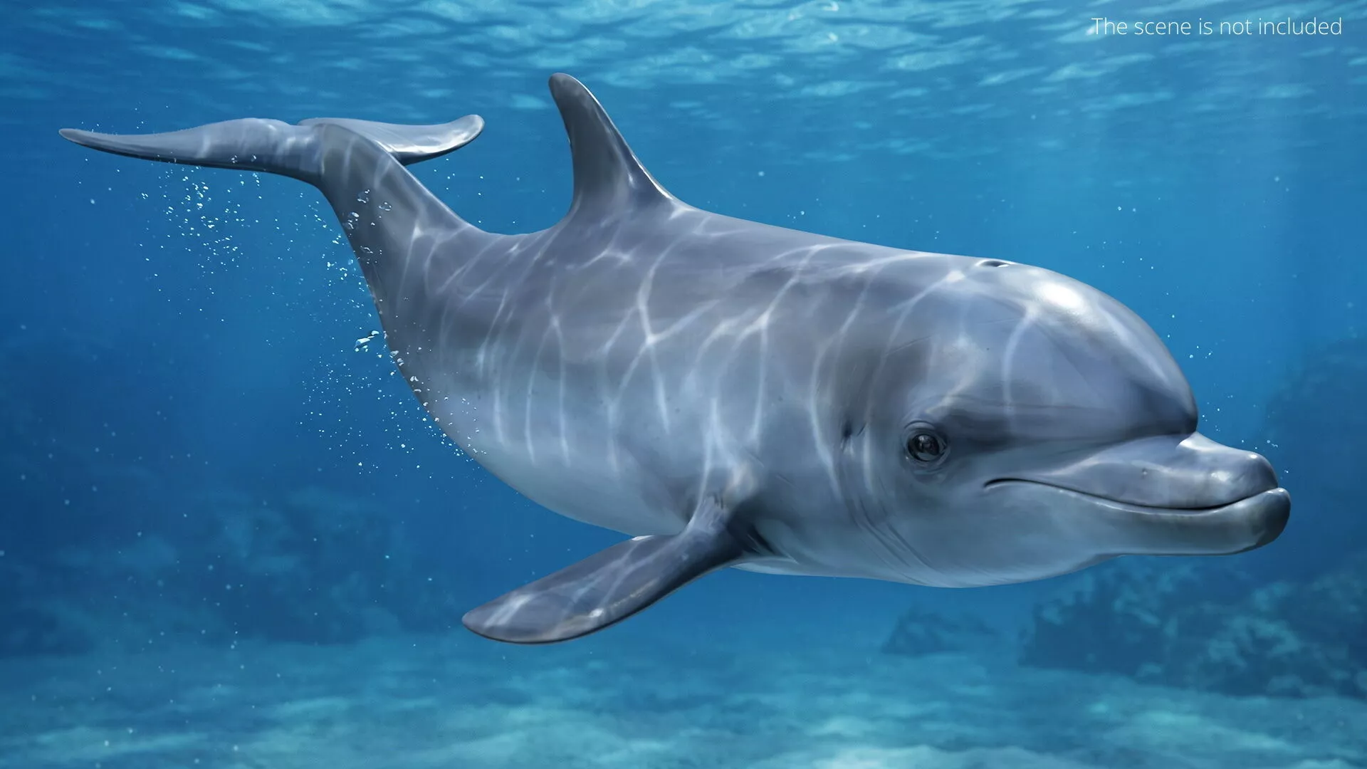 Sea Bottlenose Dolphin Swimming Animated Rigged For Blender 3D model