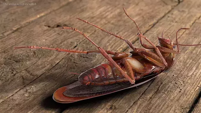 Realistic Cockroach 3D Model Rigged and PBR Textured 3D model rigged ...