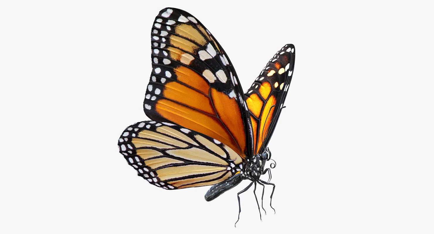 Monarch Butterfly Animated 3D model