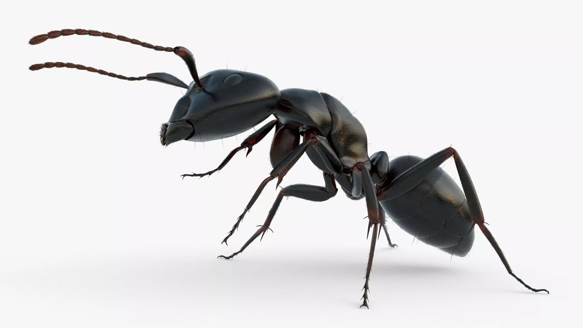 Ant Rigged Fur For Blender Animated Set 3D model