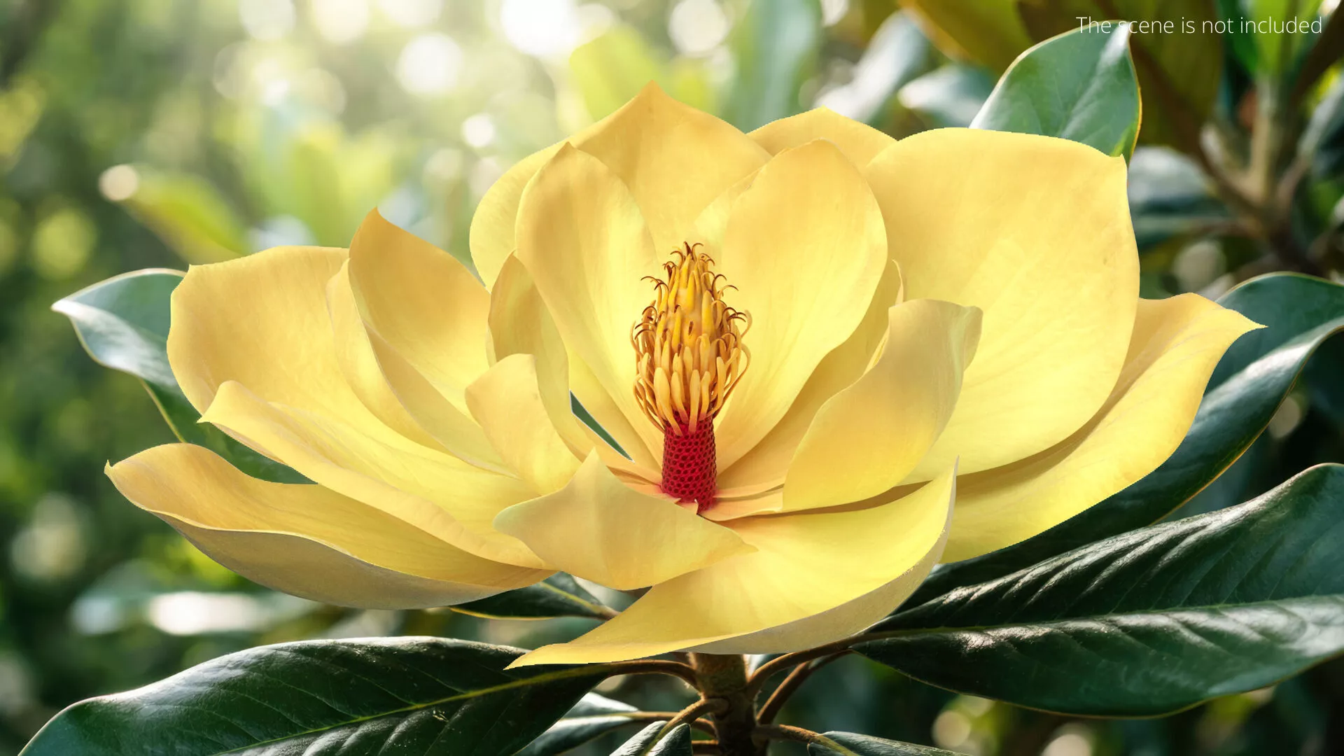Magnolia Blossom with Stamen Column Yellow Fur 3D model