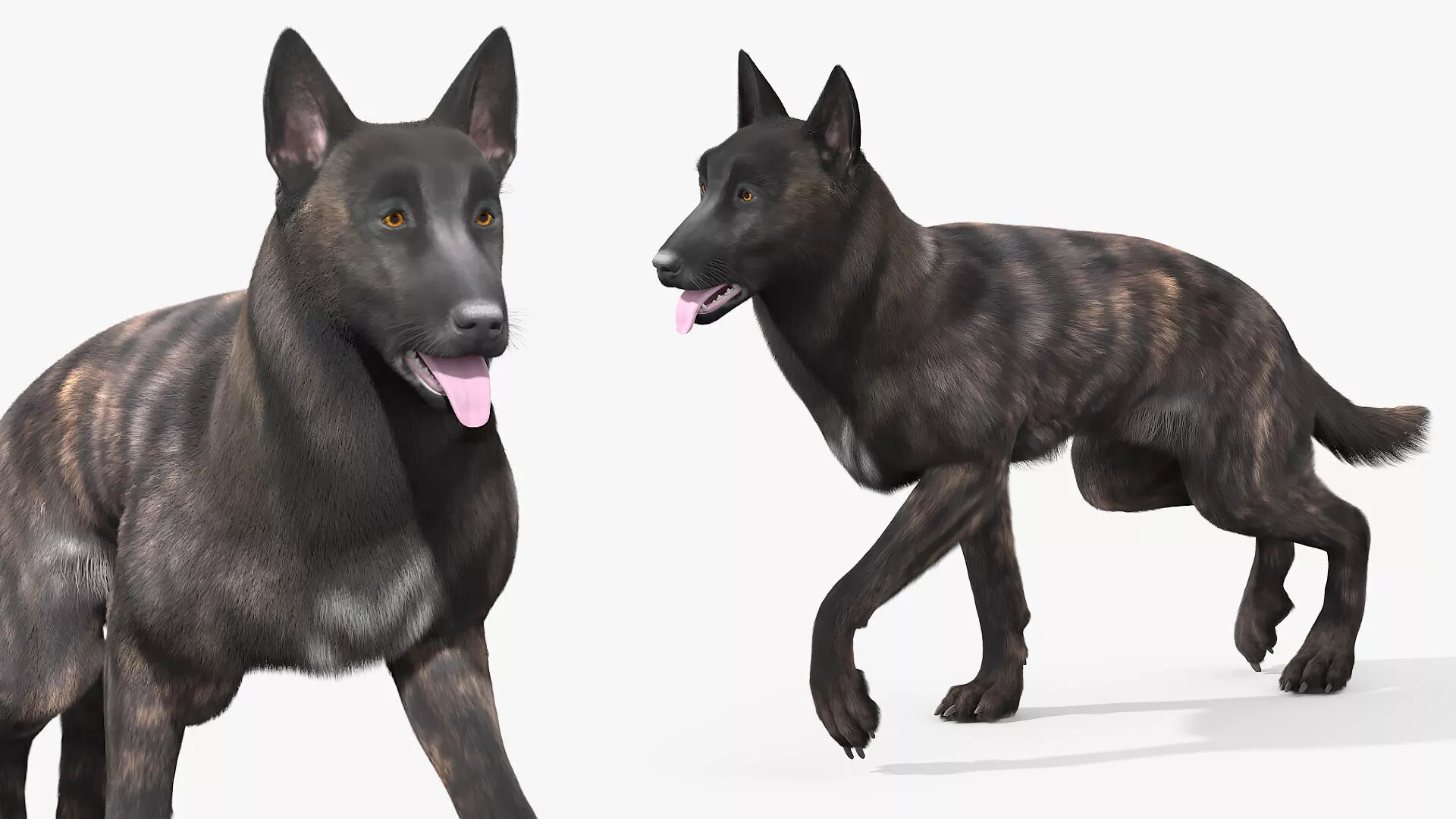 Dutch Shepherd Dog Fur Rigged For Maya 3D model