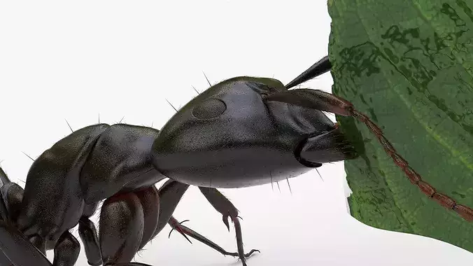 Ant Carrying Leaf Fur Animated Rigged For Blender 3D model 4