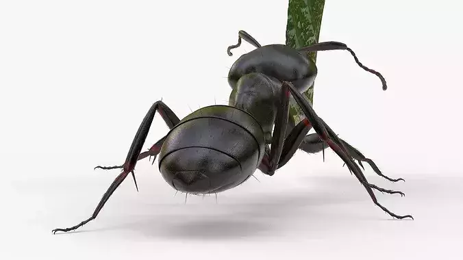 Ant Carrying Leaf Fur Animated Rigged For Blender 3D model 6