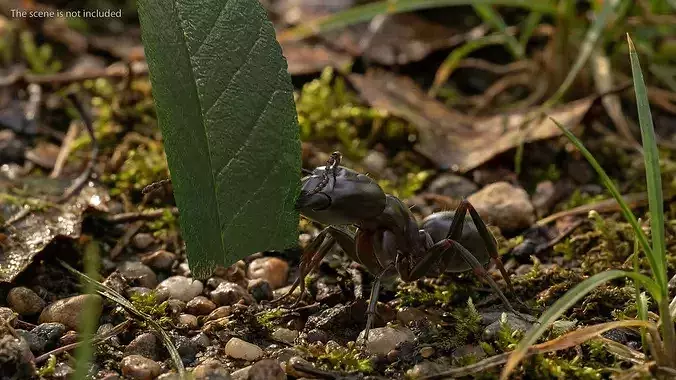 Ant Carrying Leaf Fur Animated Rigged For Blender 3D model