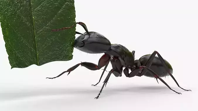 Ant Carrying Leaf Fur Animated Rigged For Blender 3D model 7