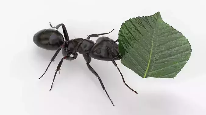 Ant Carrying Leaf Fur Animated Rigged For Blender 3D model 3
