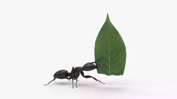 Ant Carrying Leaf Fur Animated Rigged For Blender 3D model 2