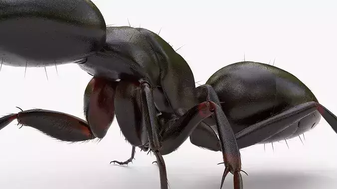 Ant Carrying Leaf Fur Animated Rigged For Blender 3D model 5