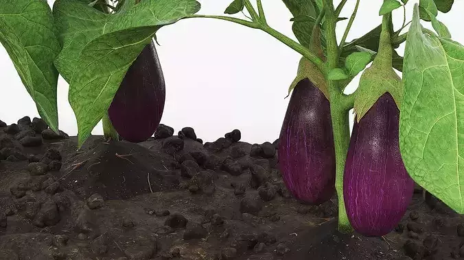 Eggplant Plants with Cultivated Soil Purple 3D model 5