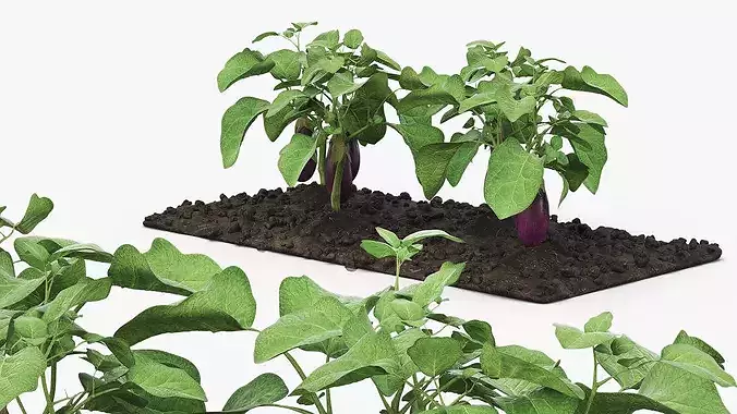 Eggplant Plants with Cultivated Soil Purple 3D model 7