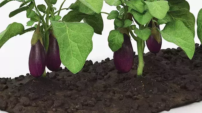 Eggplant Plants with Cultivated Soil Purple 3D model 4