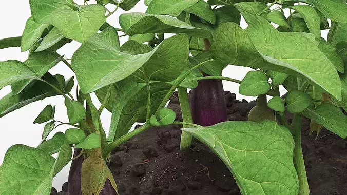 Eggplant Plants with Cultivated Soil Purple 3D model 6