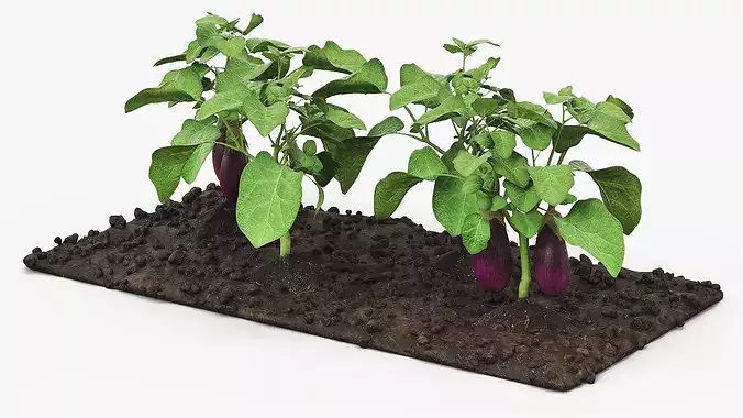 Eggplant Plants with Cultivated Soil Purple 3D model
