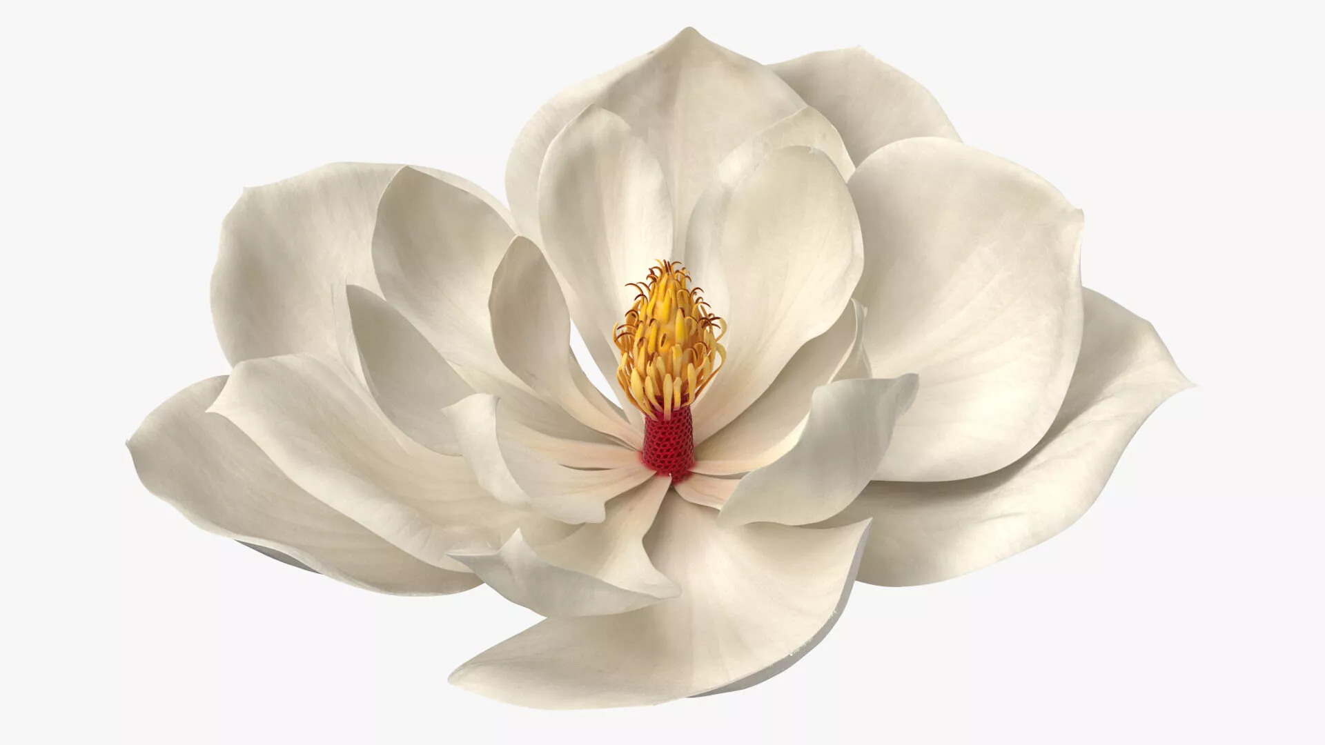 Magnolia Grandiflora Blossom White Fur 3D model