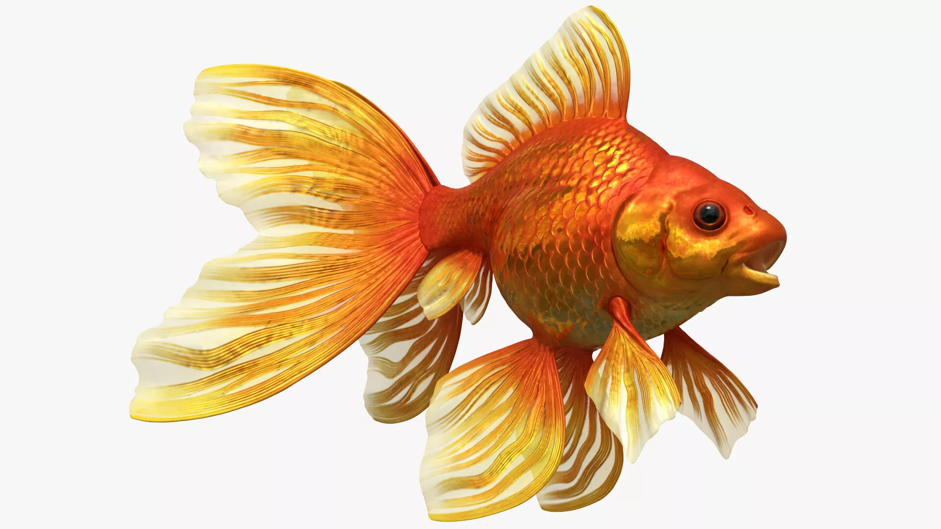 Fantail Goldfish Swimming Animated Rigged For Maya 3D model