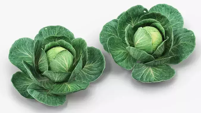 Leafy Cabbage Head Green 3D model 2
