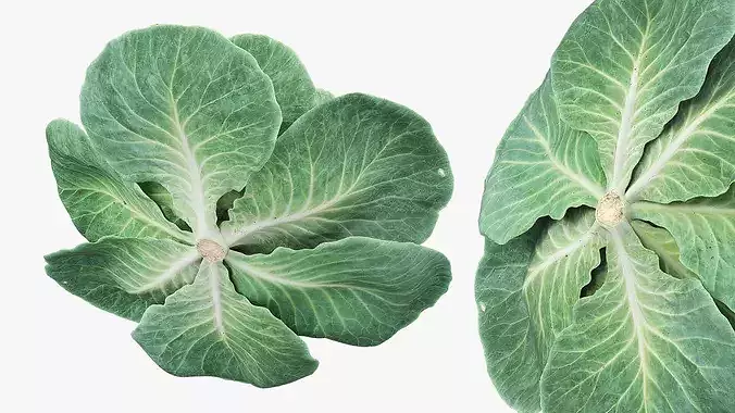 Leafy Cabbage Head Green 3D model 7
