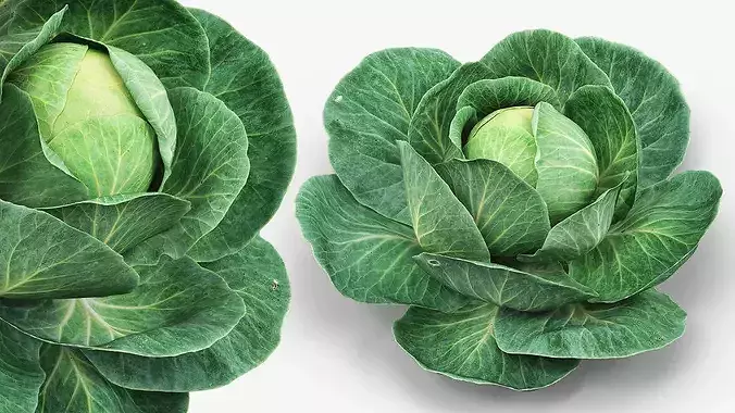 Leafy Cabbage Head Green 3D model 4