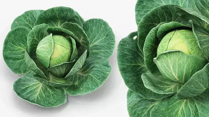 Leafy Cabbage Head Green 3D model 5