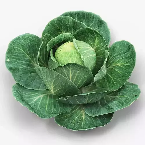 Leafy Cabbage Head Green 3D model