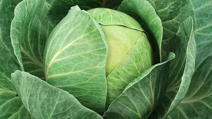 Leafy Cabbage Head Green 3D model 6