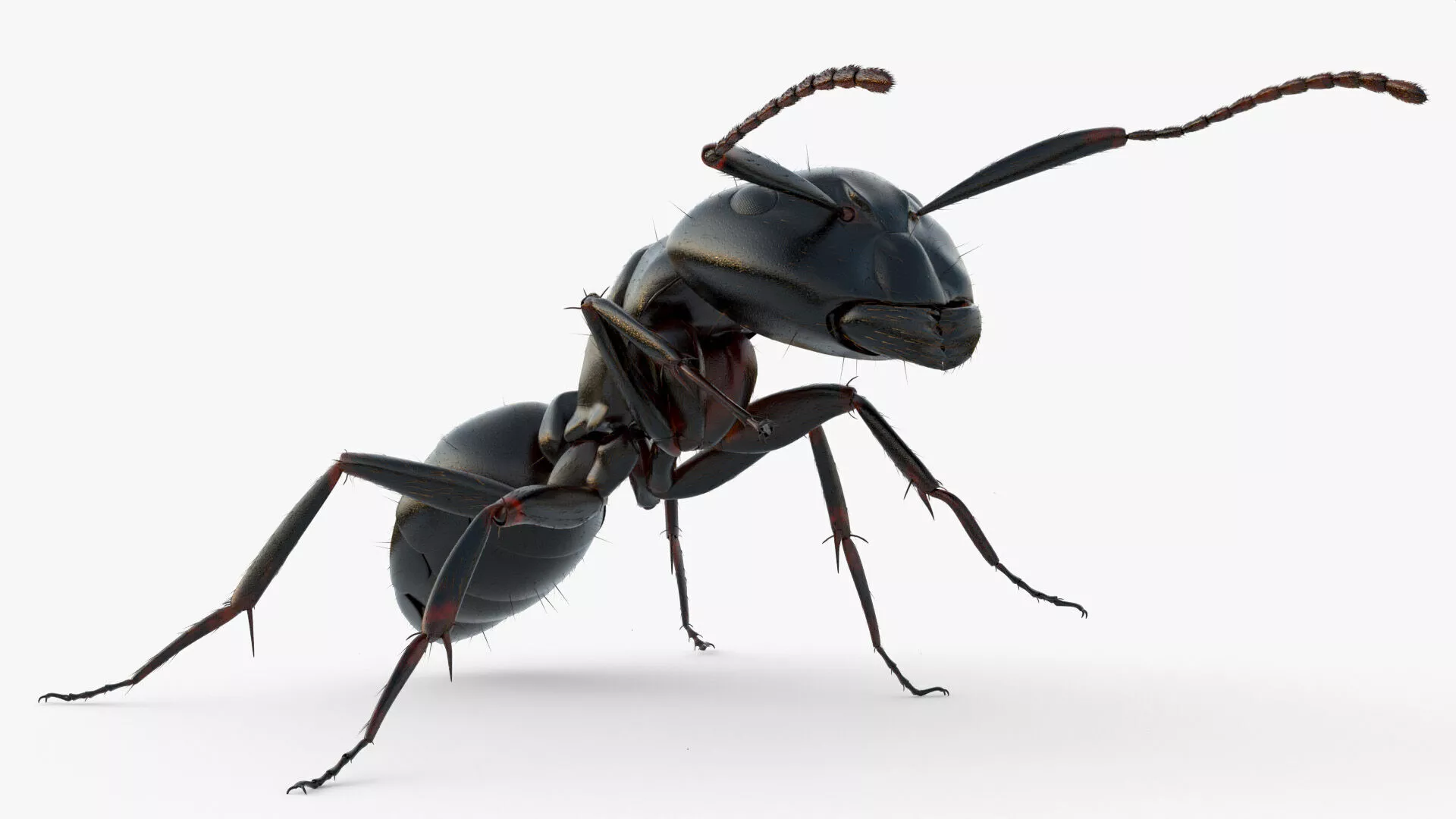Insect Ant Walking Fur Animated Rigged For Blender 3D model