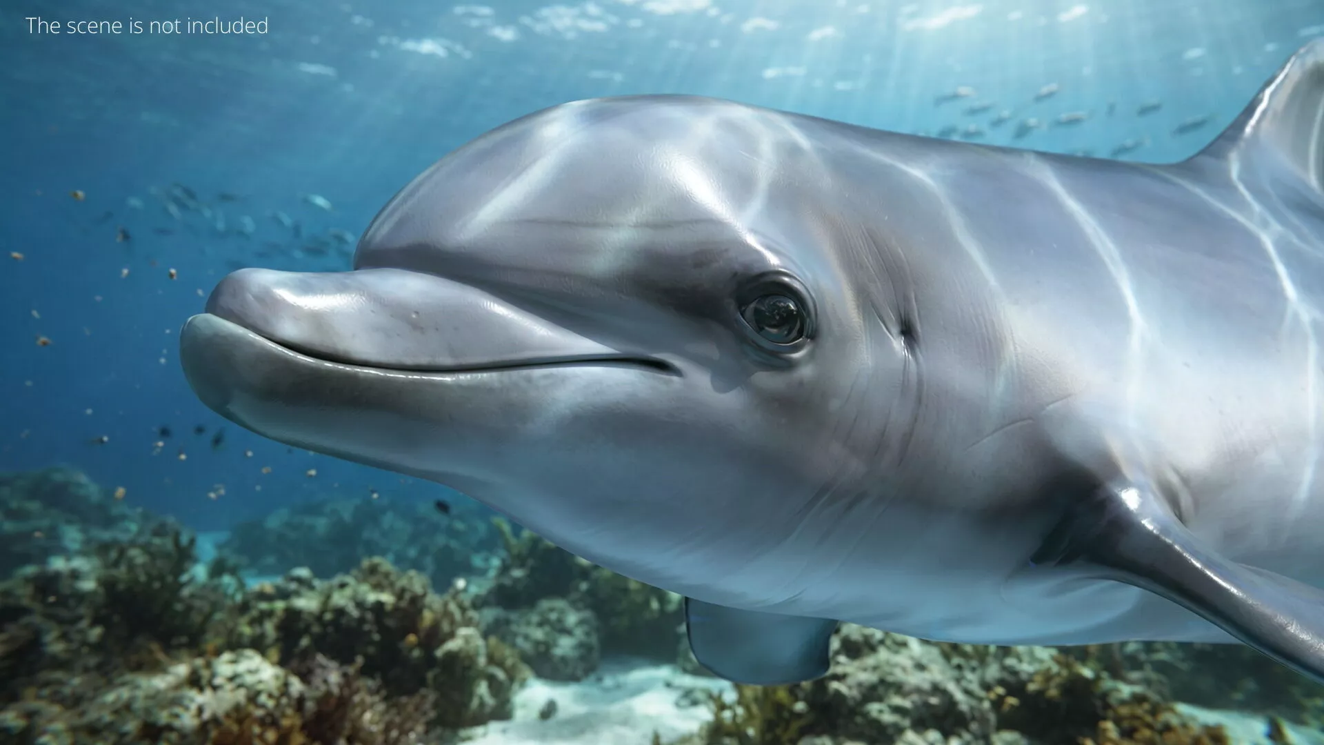 Dolphin Rigged For Blender Animated Set 3D model