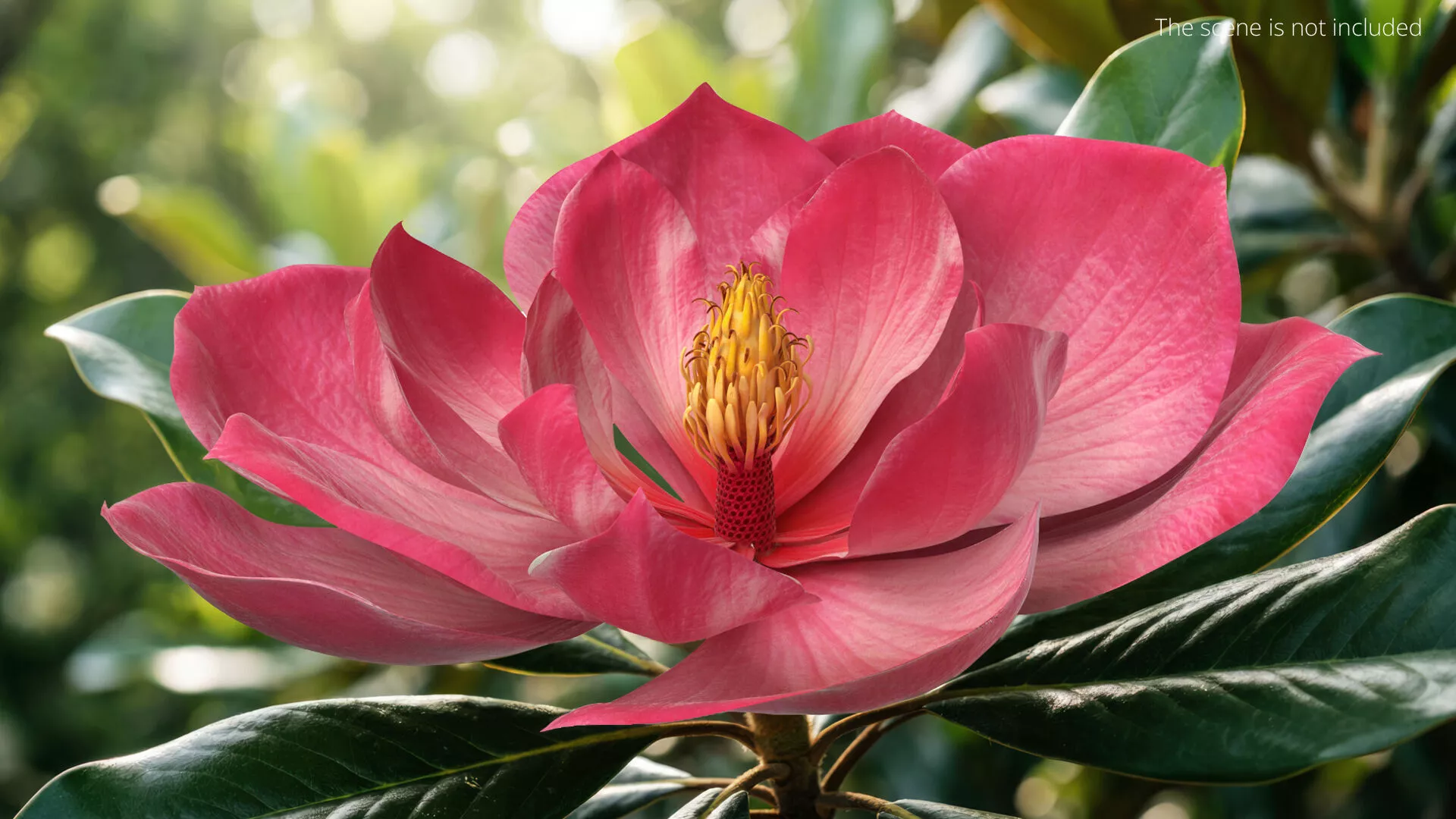 Magnolia Flower with Stamen Cluster Pink Fur 3D model