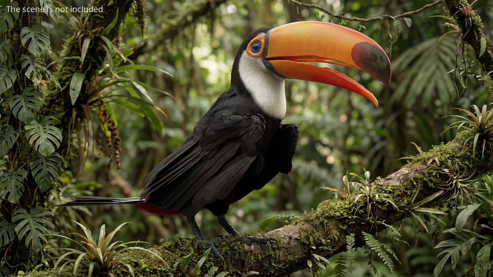 Toco Toucan Flying Fur Animated Rigged For Maya 3D model